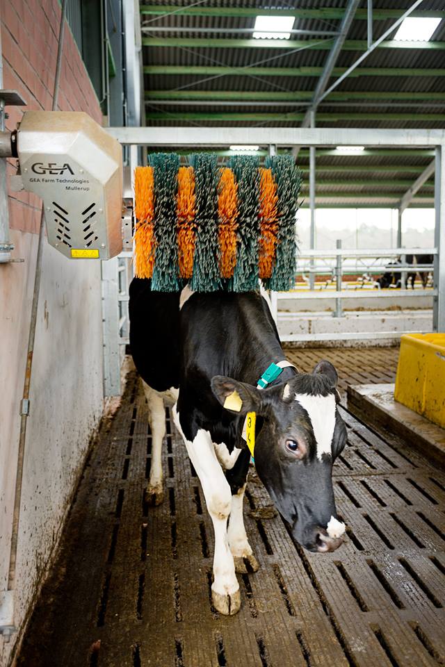 Чесалка для коров фото