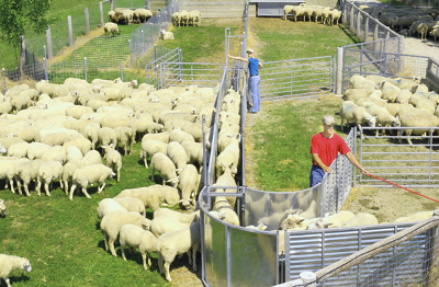 раскол и сортировочные ворота для овец
